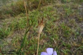   Fruit:   Wahlenbergia littoricola ; Photo by South Australian Seed Conservation Centre, used with permission
